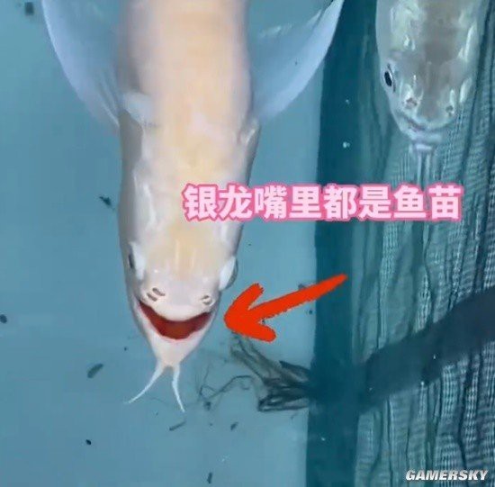銀龍魚有哪些雜交品種？