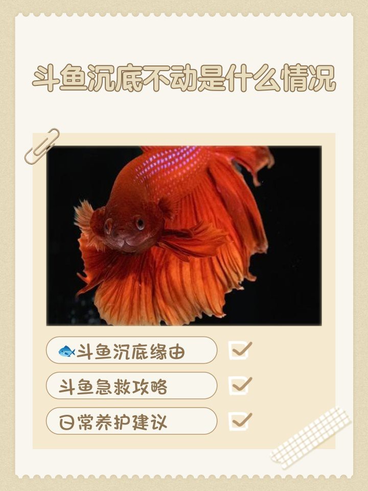 斗魚側躺在缸底像死了