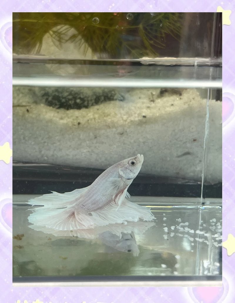 斗魚側躺在缸底像死了