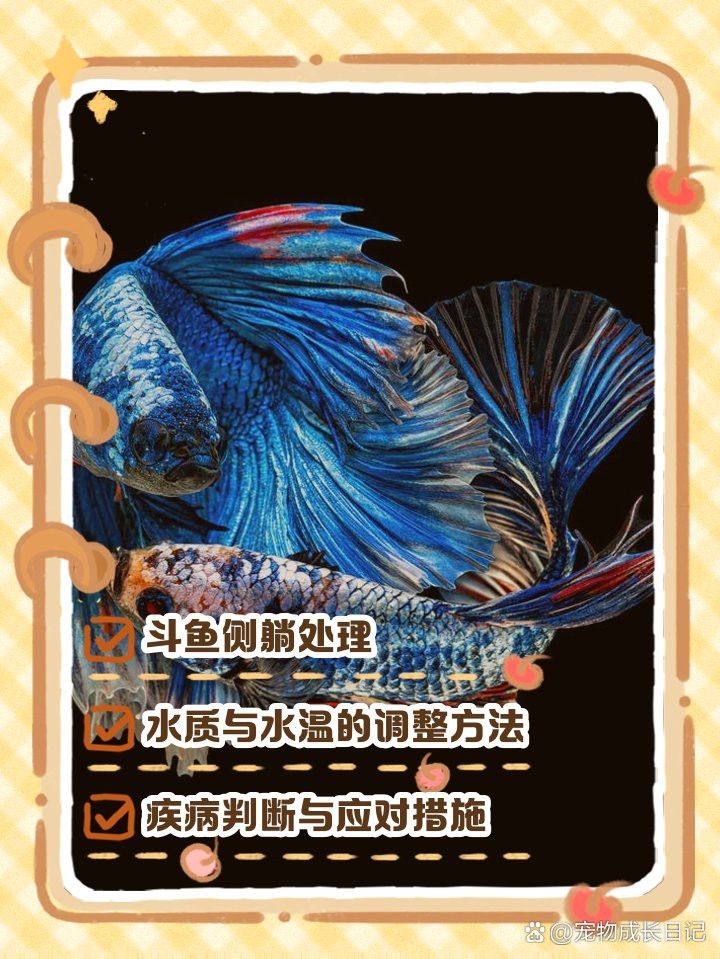 斗魚側躺在缸底像死了