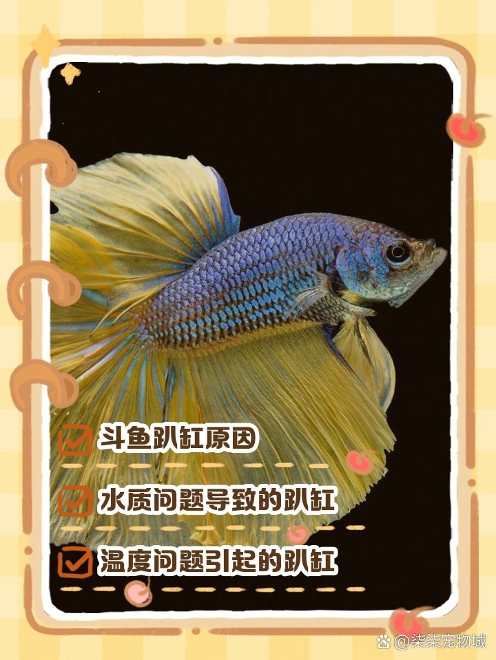 斗魚側躺在缸底像死了