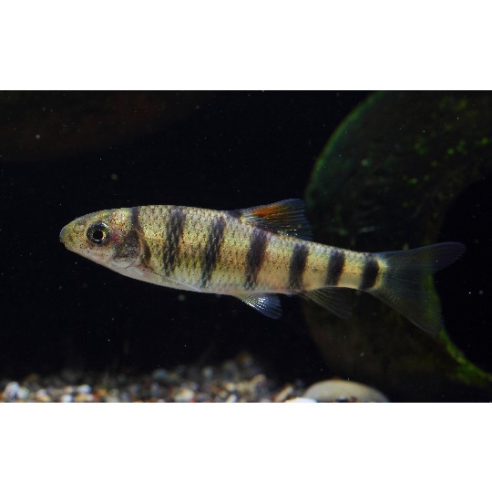 石斑魚有幾種圖片