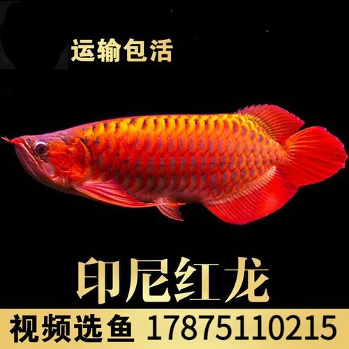 推薦幾家信譽(yù)度高的紅龍魚苗供應(yīng)商 推薦幾家信譽(yù)度高的紅龍魚苗供應(yīng)商 龍魚百科 第4張