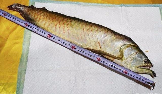 金龍魚有靈性嗎