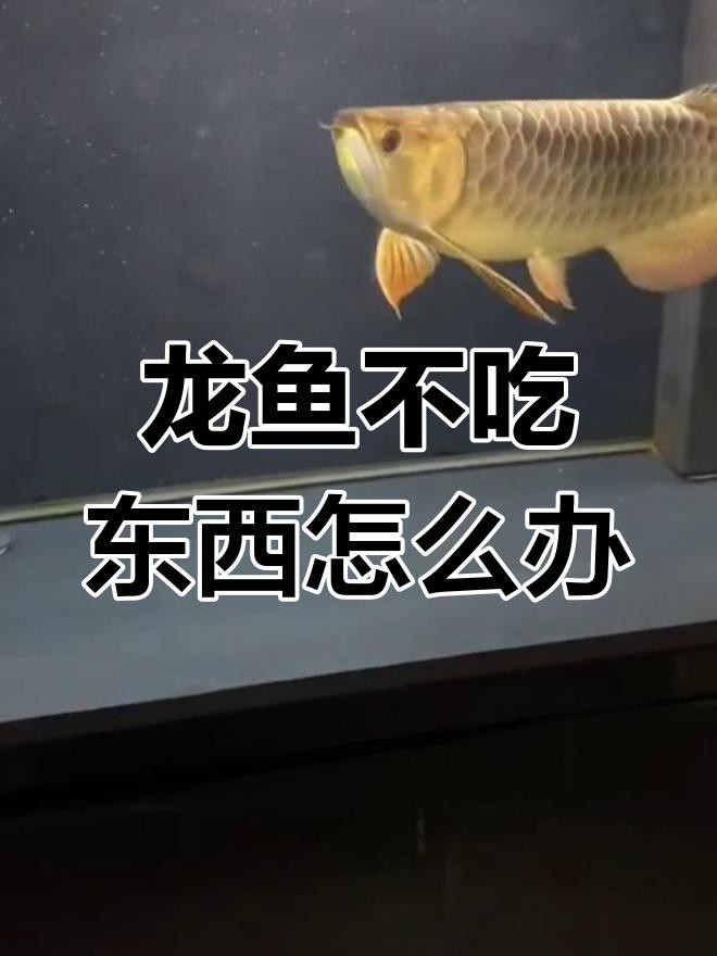 銀龍魚不吃食怎么辦
