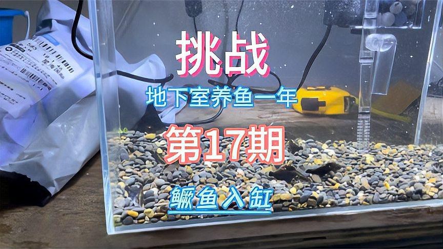 潮汐海靈養魚視頻 潮汐海靈養魚視頻 龍魚論壇 第3張