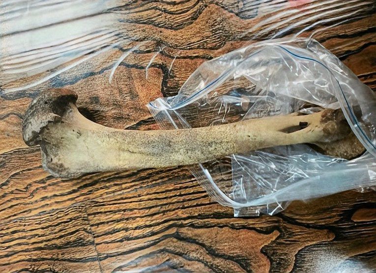 虎骨認主人的表現
