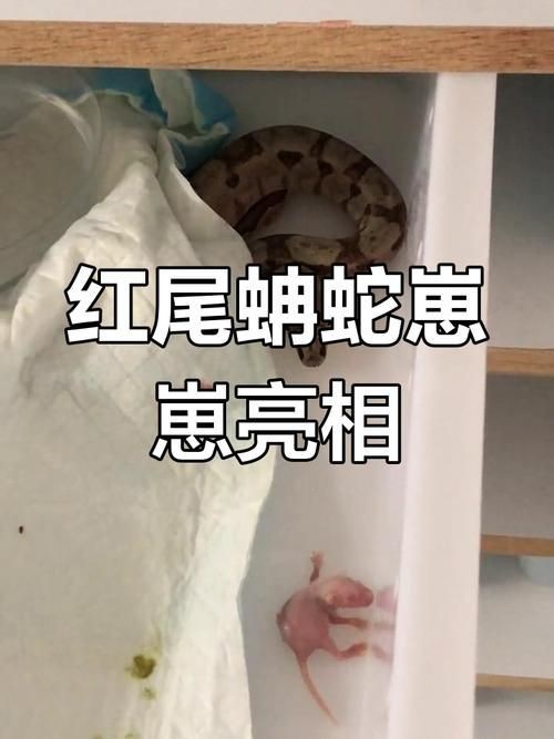 魟魚(yú)懷了蛇寶寶圖片
