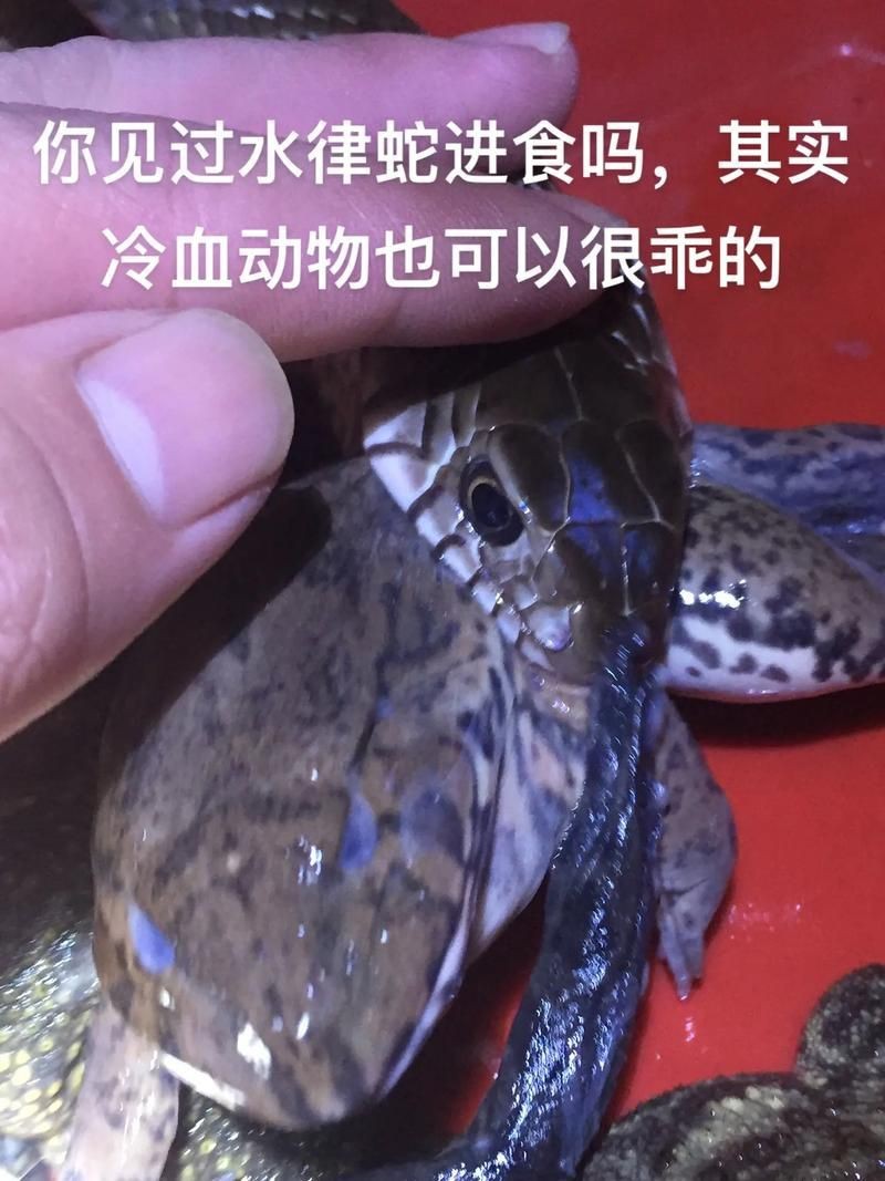 魟魚(yú)懷了蛇寶寶圖片