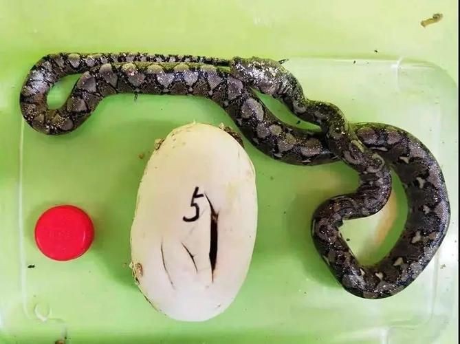 魟魚(yú)懷了蛇寶寶圖片