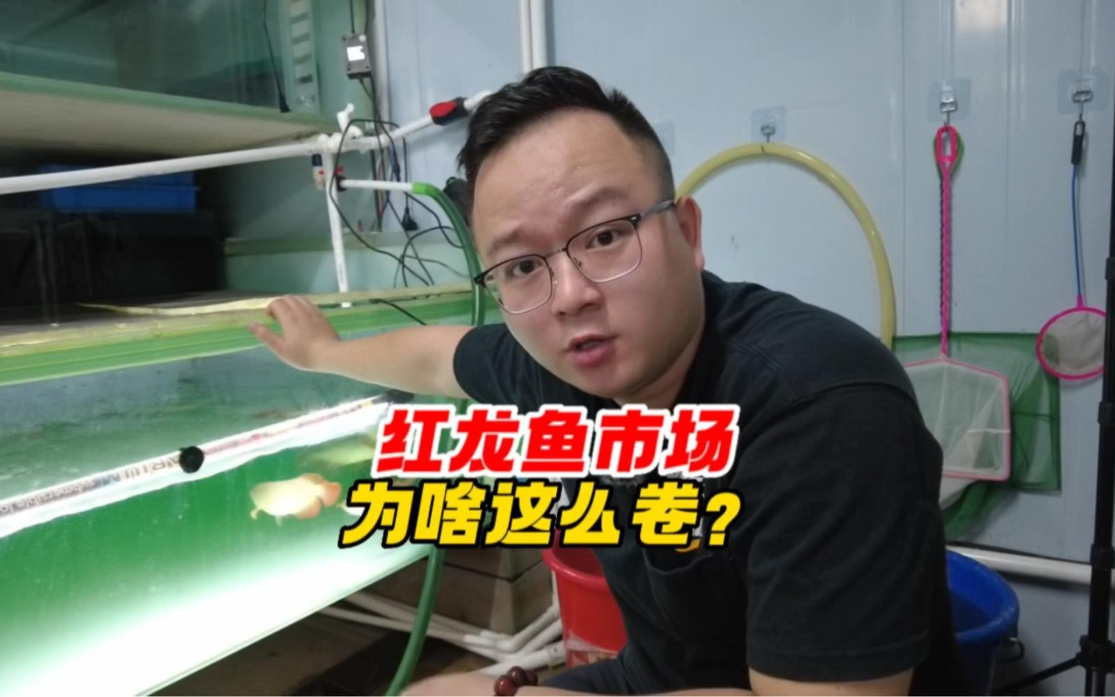 紅龍魚市場價格走勢如何