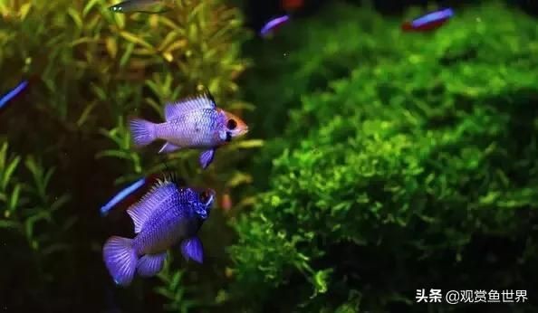 觀賞魚之家