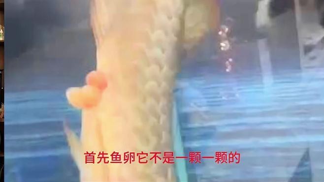 龍魚憋卵后還能恢復嗎？