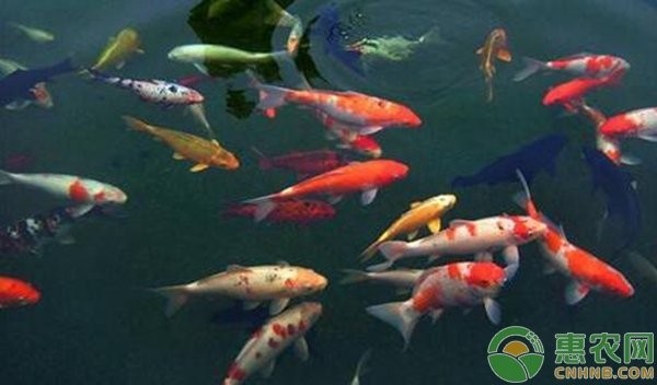 黃龍海水魚(yú)如何預(yù)防常見(jiàn)疾病？
