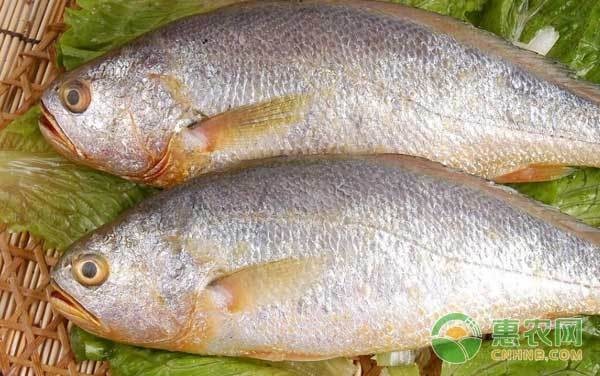 黃龍海水魚如何預(yù)防常見疾病？