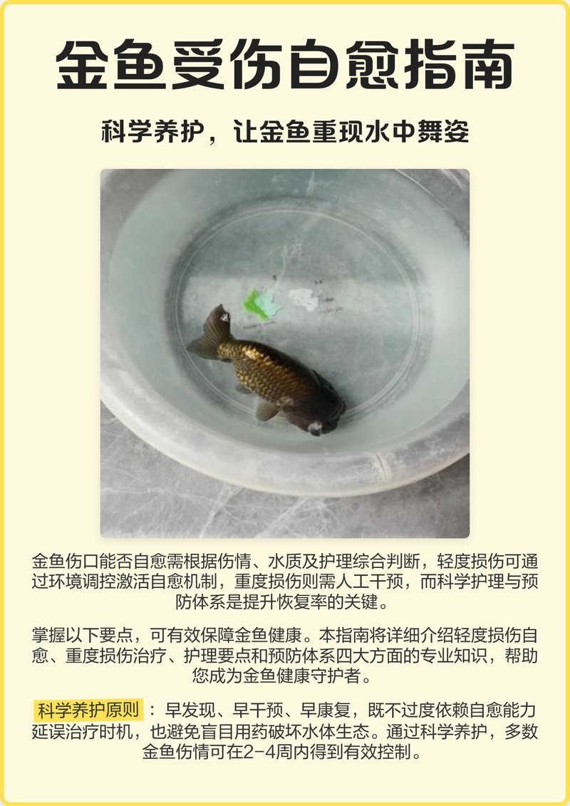 龍魚外傷感染多久會好轉？ 龍魚外傷感染多久會好轉？ 龍魚百科 第2張