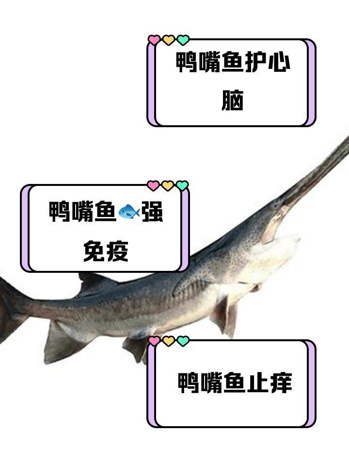 虎紋鴨嘴魚能吃嗎 虎紋鴨嘴魚能吃嗎 龍魚論壇 第11張