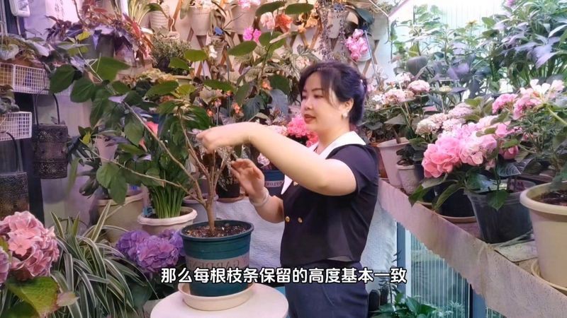 紅龍朱槿如何防治病蟲害？
