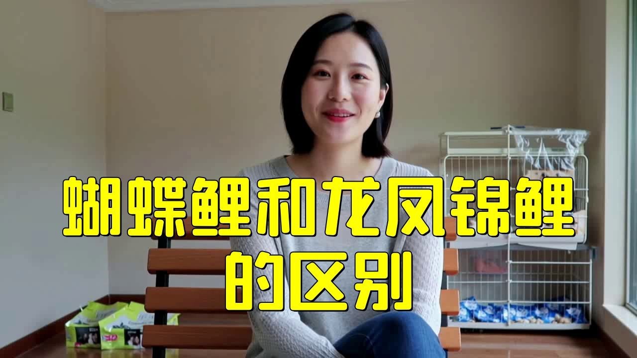 蝴蝶鯉和龍鳳的區別