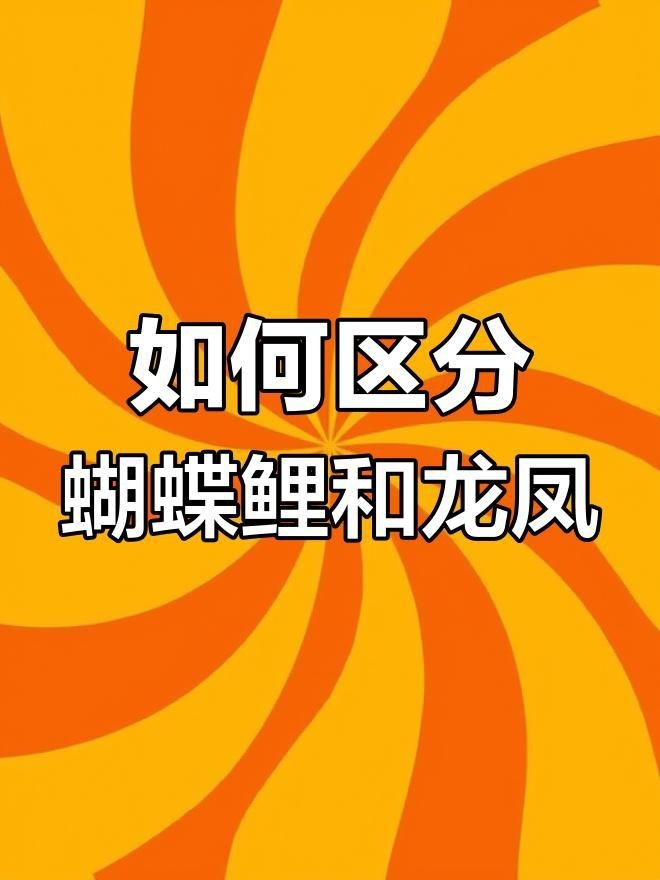 蝴蝶鯉和龍鳳的區別