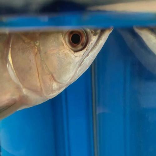 龍魚(yú)眼凸出來(lái)的圖片