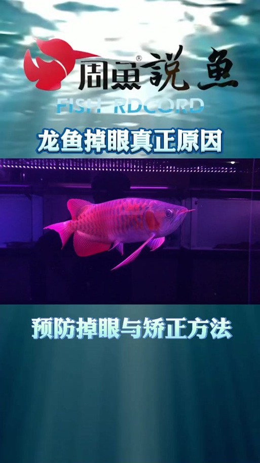 龍魚(yú)眼凸出來(lái)的圖片