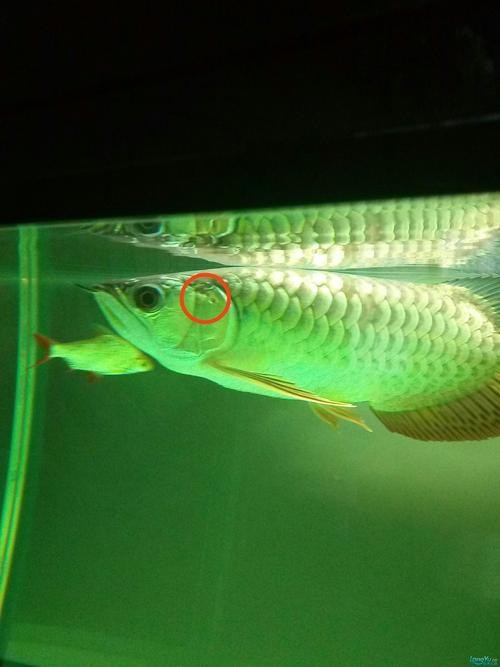 龍魚(yú)眼凸出來(lái)的圖片