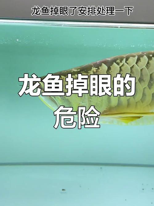 龍魚(yú)眼凸出來(lái)的圖片