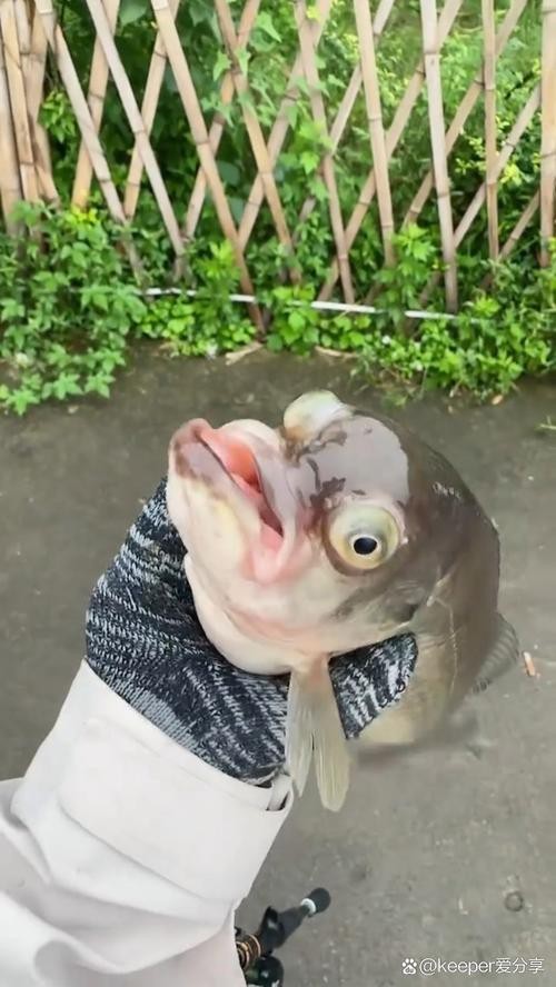 龍魚(yú)眼凸出來(lái)的圖片