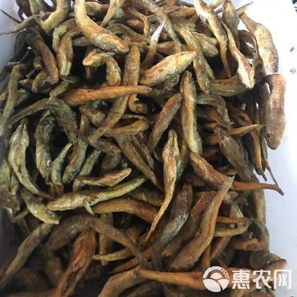 狗頭魚一斤價格表