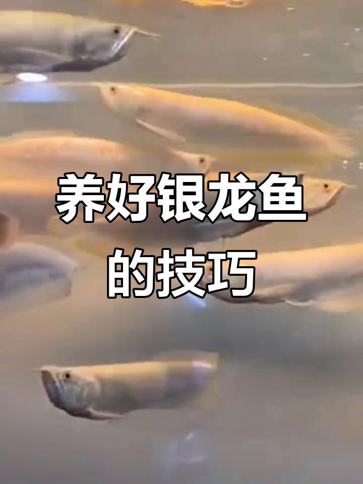 銀龍魚苗10cm怎么養