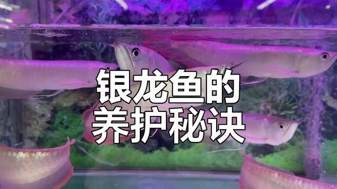 銀龍魚苗10cm怎么養(yǎng)