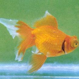 紅龍魚鰓蓋外翻 紅龍魚鰓蓋外翻 龍魚論壇 第1張