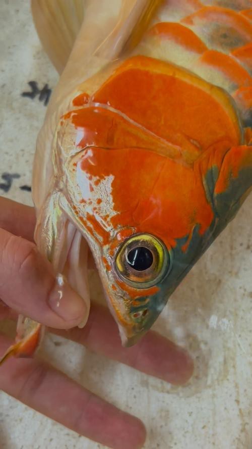 紅龍魚眼睛有白膜怎么辦呢圖片