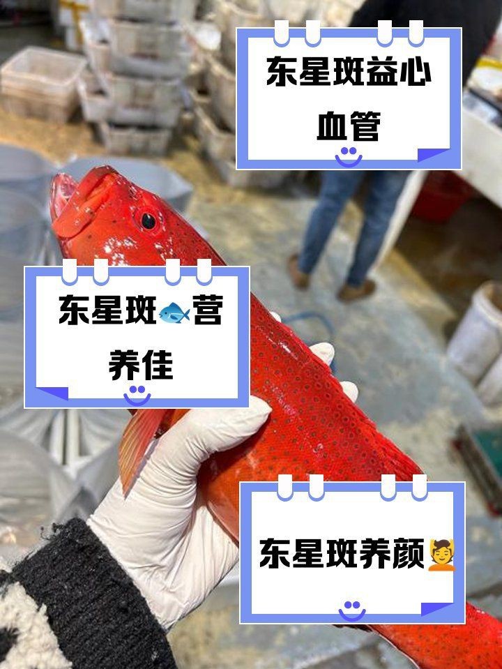 紅玫瑰魚和東星斑區(qū)別