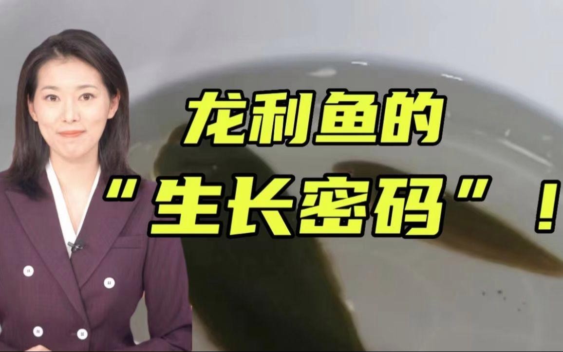 龍魚苗需要多大的魚缸