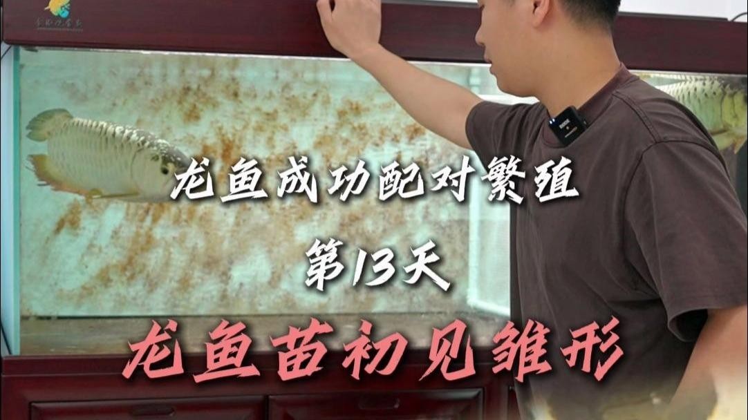 龍魚苗需要多大的魚缸