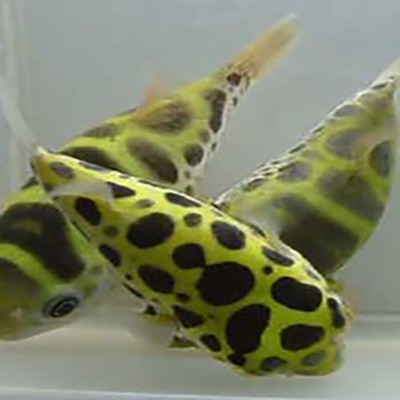 魚缸過濾棉的選擇：如何選擇魚缸過濾棉 魚缸過濾棉的選擇：如何選擇魚缸過濾棉 魚缸百科 第7張