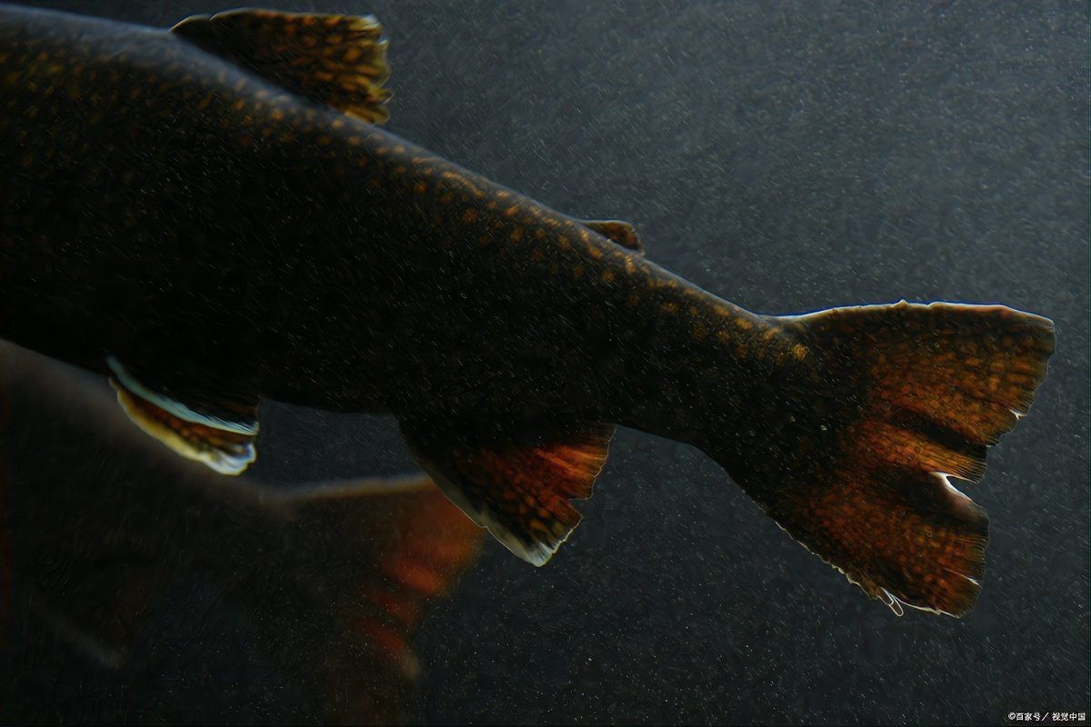 紅尾大勾魚是冷水魚嗎