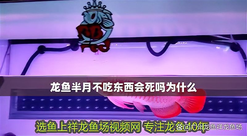 金龍魚不吃食會死嗎？