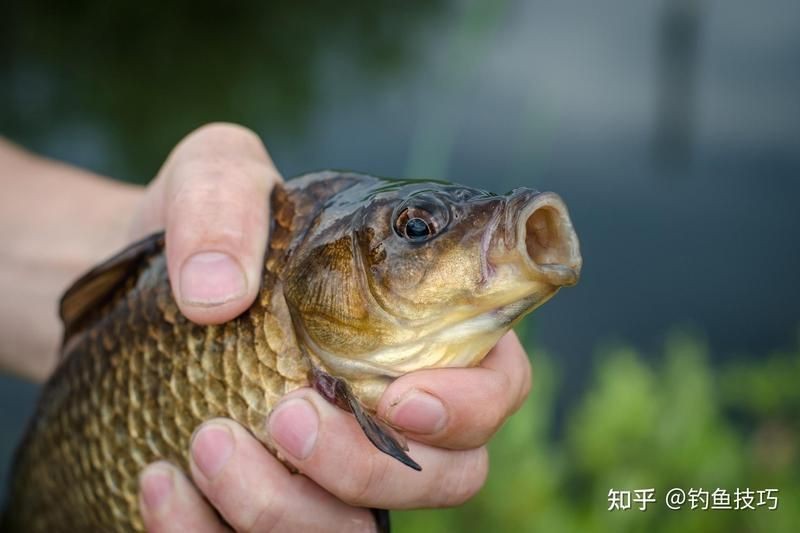 鯽魚適合50公分水深嗎