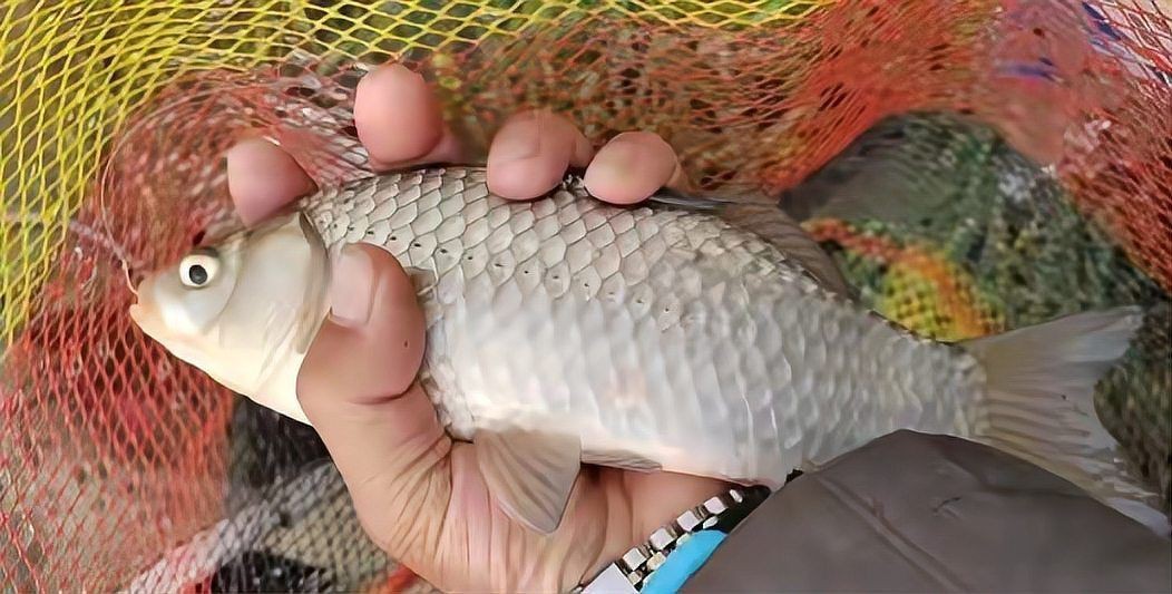 鯽魚適合50公分水深嗎