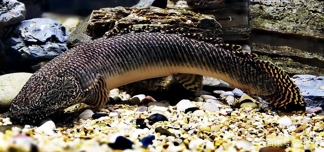 龍魚混養最佳伴侶魚