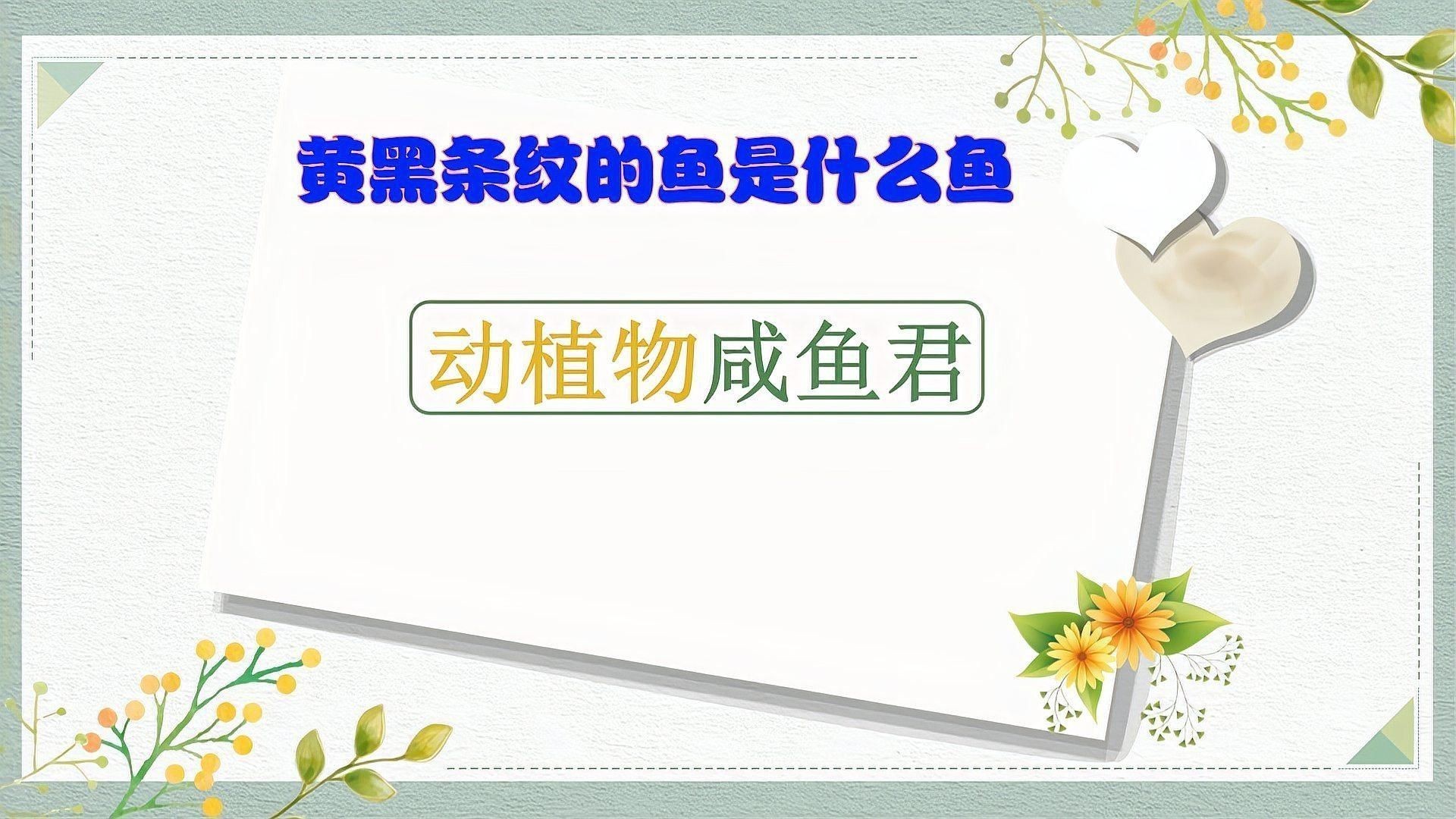 虎魚中層和下層區(qū)別