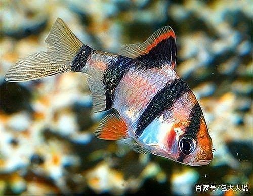 虎魚中層和下層區(qū)別