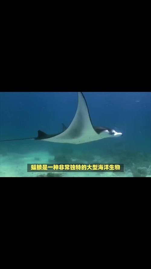 蝠鲼鰩魚魟魚圖片