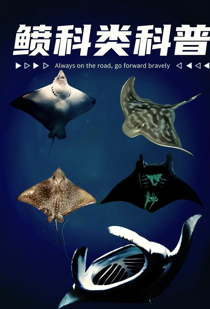 蝠鲼鰩魚魟魚圖片