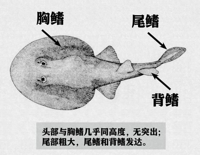 蝠鲼鰩魚魟魚圖片