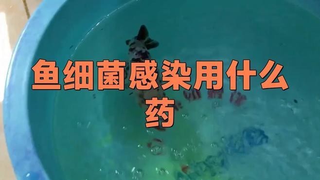 龍魚細(xì)菌感染的最佳治療方法是什么？ 龍魚細(xì)菌感染的最佳治療方法是什么？ 龍魚百科 第2張