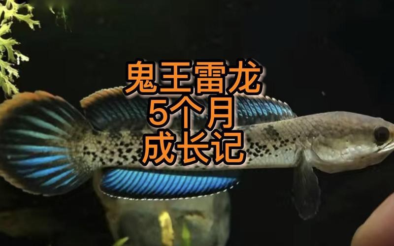 鬼王雷龍圖片
